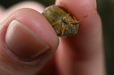 <i>Eurygaster austriaca</i>