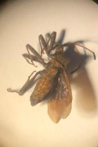 <i>Coreus marginatus</i>