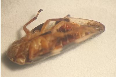 <i>Aphrophora alni</i>