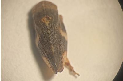 <i>Aphrophora alni</i>