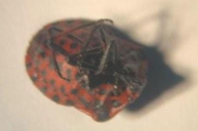 <i>Graphosoma italicum</i>