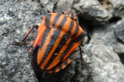 <i>Graphosoma italicum</i>