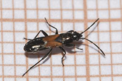 Pterotmetus staphyliniformis