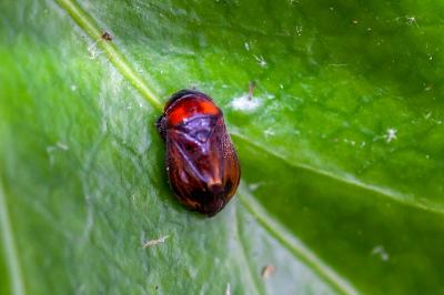 <i>Penthimia nigra</i>