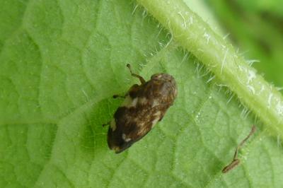 <i>Philaenus spumarius</i>