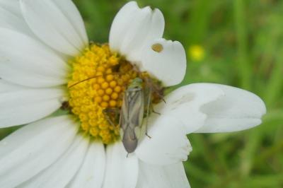 <i>Adelphocoris</i>