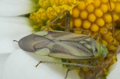 <i>Adelphocoris</i>