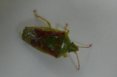 <i>Cyphostethus tristriatus</i>