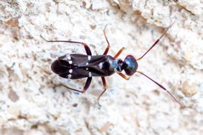 <i>Globiceps sphaegiformis</i>