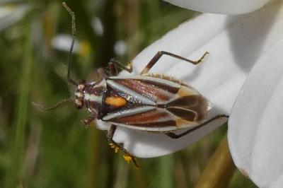 <i>Horistus orientalis</i>