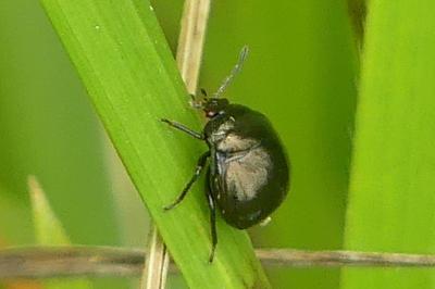 <i>Coptosoma scutellatum</i>