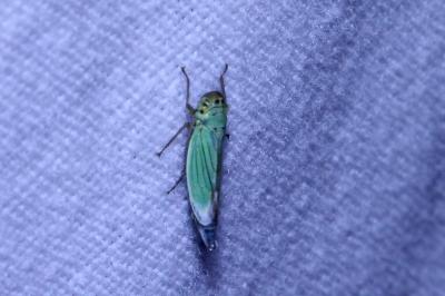 <i>Cicadella viridis</i>