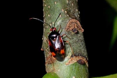 <i>Deraeocoris ruber</i>