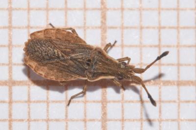 <i>Spathocera lobata</i>
