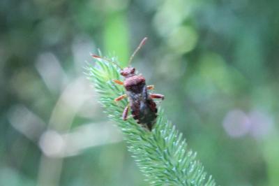 <i>Rhopalus subrufus</i>