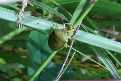 <i>Piezodorus lituratus</i>