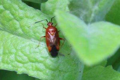 <i>Deraeocoris ruber</i>