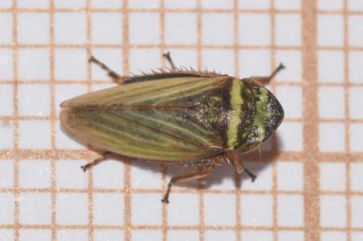 <i>Aphrodes bicinctus</i>