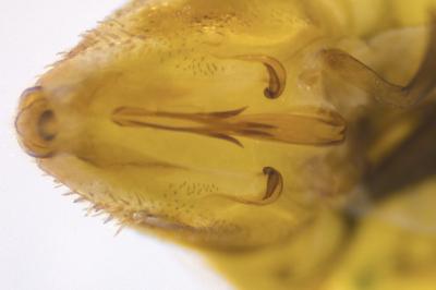 <i>Aphrodes bicinctus</i>