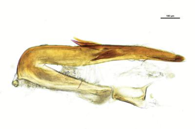 <i>Aphrodes bicinctus</i>