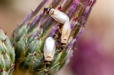 <i>Oxycarenus pallens</i>