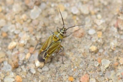 <i>Hoplomachus thunbergii</i>