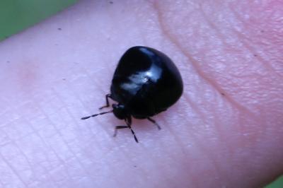 <i>Coptosoma scutellatum</i>