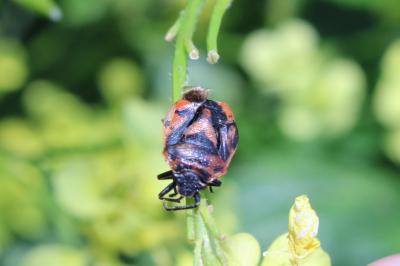 <i>Eurydema ornata</i>