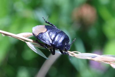 <i>Cydnus aterrimus</i>