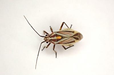 <i>Horistus orientalis</i>