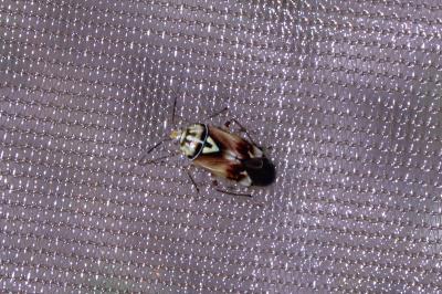 <i>Lygus pratensis</i>