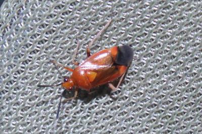 <i>Deraeocoris ruber</i>