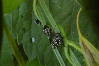 <i>Nezara viridula</i>