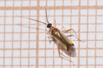 <i>Campyloneura virgula</i>