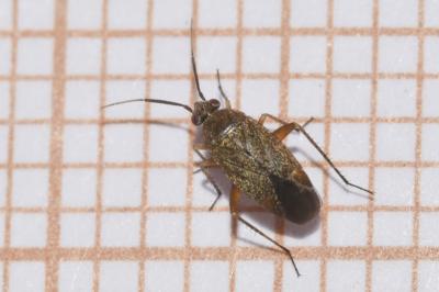 <i>Lepidargyrus ancorifer</i>