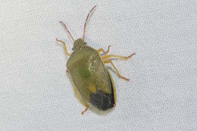 <i>Piezodorus lituratus</i>