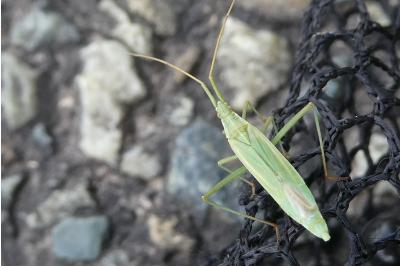 <i>Megaloceroea recticornis</i>
