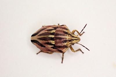 <i>Odontotarsus purpureolineatus</i>