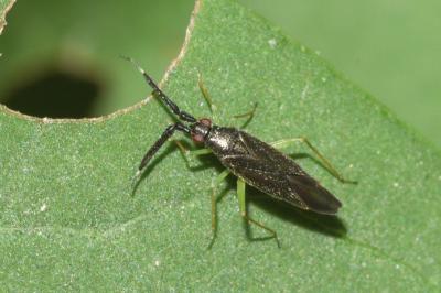 <i>Heterotoma planicornis</i>