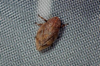 <i>Lepyronia coleoptrata</i>