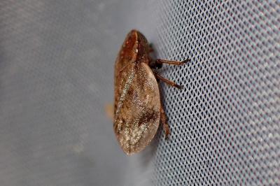 <i>Lepyronia coleoptrata</i>