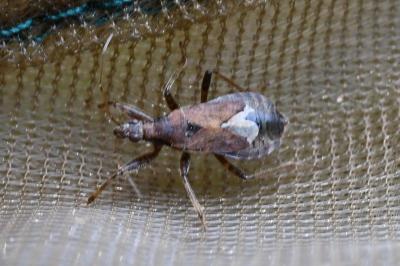 <i>Himacerus mirmicoides</i>