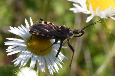 <i>Rhynocoris erythropus</i>