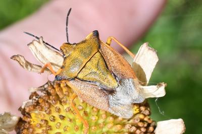 <i>Carpocoris mediterraneus</i>