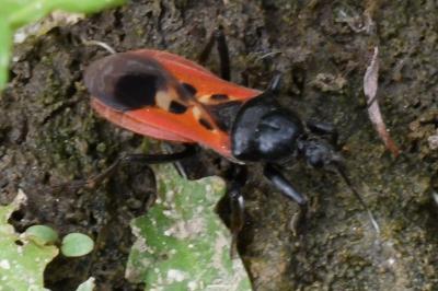 <i>Peirates hybridus</i>