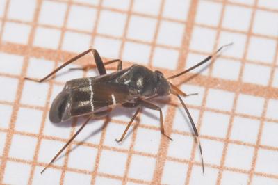 <i>Pilophorus perplexus</i>
