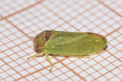 <i>Iassus lanio</i>