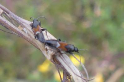 <i>Pterotmetus staphyliniformis</i>