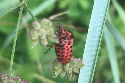 <i>Graphosoma italicum</i>