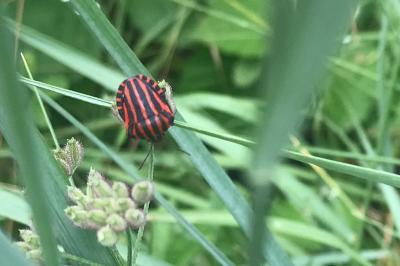 <i>Graphosoma italicum</i>